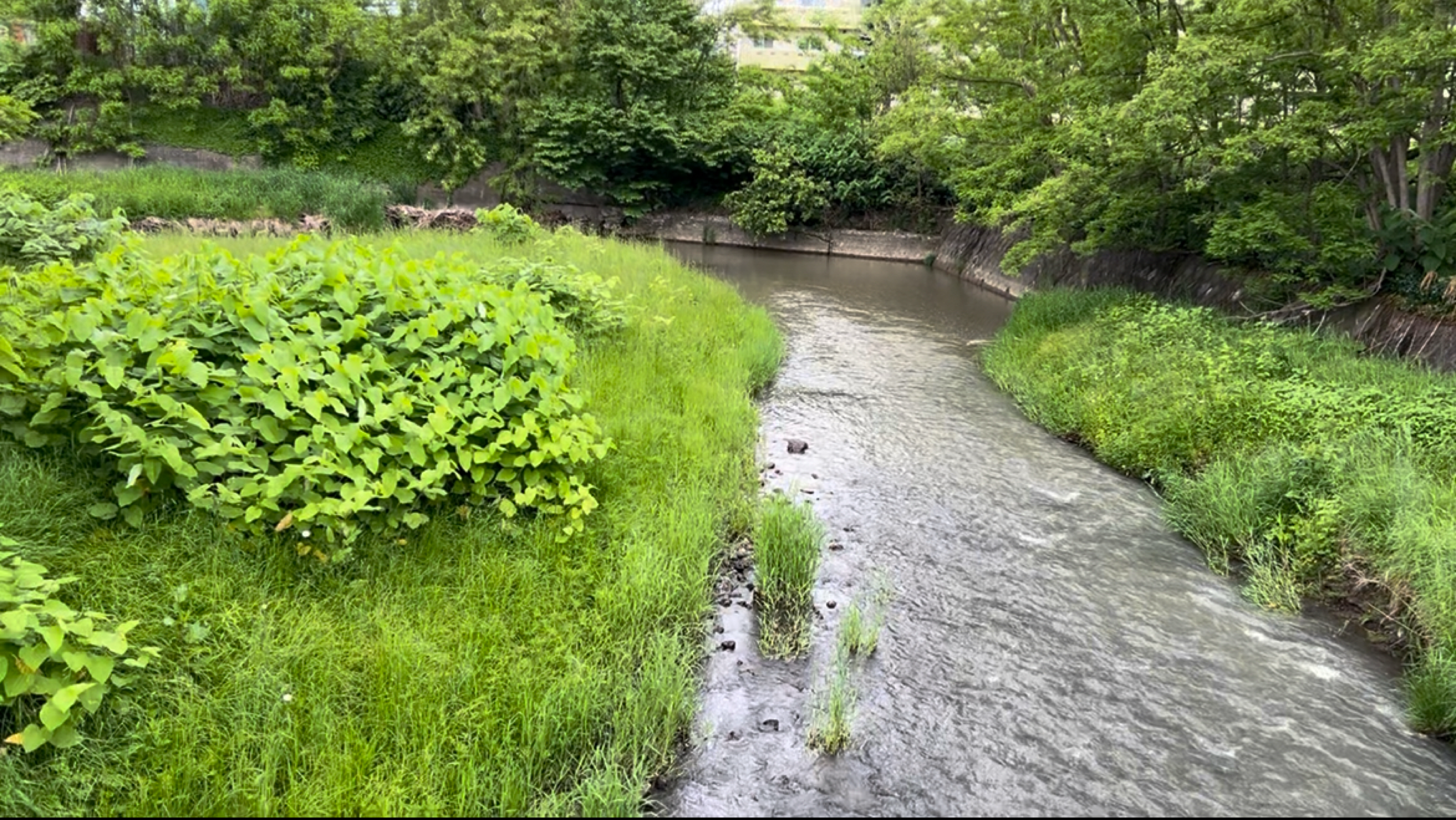 パンケウタシナイ川